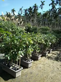 在飛比找Yahoo!奇摩拍賣優惠-6-7年生咖啡樹苗X2棵樹苗[ ]@阿拉比卡樹種_ ~咖啡苗