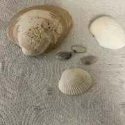Lot/6 Florida Gulf Shells Seashells Variety for Arts Crafts Decor
