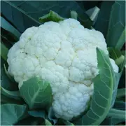 Cauliflower - Alpha seeds