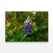 Lupinus Pusillus Close Up Print 100% Australian Made 120 x 90cm (Stretched)
