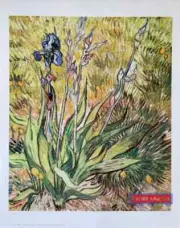 Vincent Van Gogh Irises Vertical Style Fine Art Print 22.5 x 28.4
