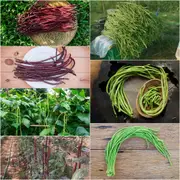 [COMBO 2 PACKS] Bean Snake - Black Seeded & Red Dragon seeds