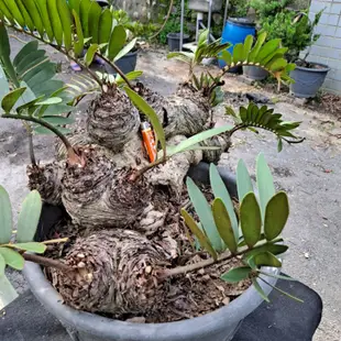 30年樹齡，非常健康的墨西哥鐵樹，慢長長壽樹，公認有利居家運勢風水的植物。下標後無法超商取貨，只能宅配。