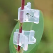 100pcs Plant Grafting Clips, Clear Plant Supports for Tomatoes, Vegetables, Flowers (Clear)