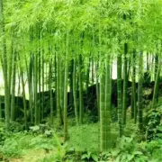 100 x Moso Bamboo Seeds. Phyllostachys Edulis Pubescens Giant Hardy Bamboo