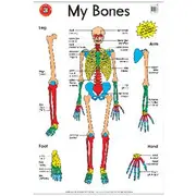 Learning Can Be Fun Wall Chart My Bones