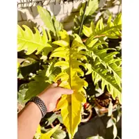 在飛比找蝦皮購物優惠-黃金火之戒 蔓綠絨 Philodendron Gergaji