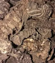 Valerian Root - Valeriana officinalis - Organic Natural Apothecary Dried Herb