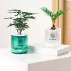 Plastic Flower Pot Transparent Desktop Flowerpot New Plant Pot