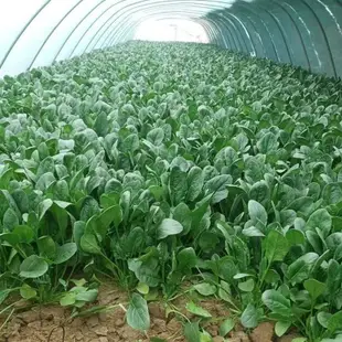 菠菜種子  四季播種 高產蔬菜種子 陽台盆栽種植菜籽 速發