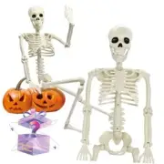36in/3ft Life Size Posable Skeleton, Plastic Full Body with Movable Joints