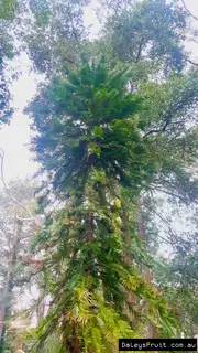 Buy Wollemi Pine Trees in Australia - Dinosaur Tree (Wollemia nobilis)