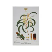 Maxwell & Williams Royal Botanic Garden Cotton Tea Towel Drying Cloth Wattle
