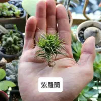 在飛比找蝦皮購物優惠-〔鳳梨草手〕空氣鳳梨-迷你紫羅蘭  空鳳 鐵蘭 空氣草