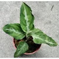 在飛比找蝦皮購物優惠-迷彩粗勒草 / Aglaonema pictum trico