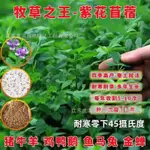 批髮紫花苜蓿種子多年生高産牧草抗旱飼料種子量大優貨到付款【臺北花花園藝種子店】