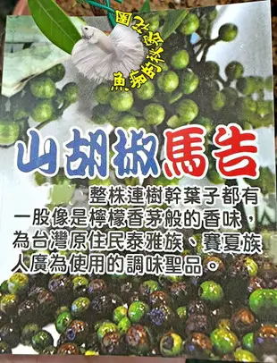 5吋盆 [馬告 山胡椒盆栽 馬告苗 原住民料理最愛] 室外植物活體盆栽 送禮小品盆栽 ~不是隨時有~ 請先確認!!!