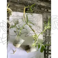 在飛比找蝦皮購物優惠-花幫派_季節花卉植物—天宮石斛蘭(單株)--石斛蘭屬~多年生