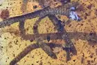 Rare Swarm of Diplopoda (Millipede), Fossil insect inclusion in Burmese Amber
