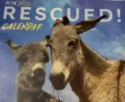 2023 CALENDAR-PETA - RESCUED ANIMALS-DOGS, CATS, GOATS CHICKENS,PIGS, BEARS