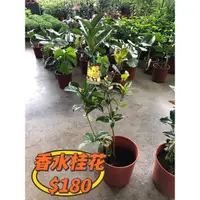 在飛比找蝦皮購物優惠-霏霏園藝 日本香水桂花 香水桂花6-寸 $180