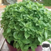 Dwarf Greek Basil 40seeds for Planting - Heirloom | Non-GMO | Fresh Packaging