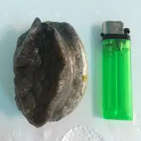 在飛比找蝦皮購物優惠-<Seafoods海鮮>活的南非鮑魚90-110克