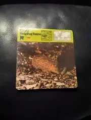 1977 Editions Rencontre S.A. Lausanne Animal Flash Cards Greater Hedgehog24-Pack