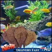 50PCS Fish Feed XLARGE Indian Almond Catappa Ketapang Leaf Leaves Aquarium Betta