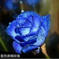 在飛比找蝦皮購物優惠-🍓台灣💋🍓臺灣💋【超高發芽率】玫瑰花籽四季紅梅桂花玫瑰花種籽