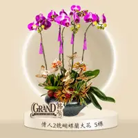 在飛比找友和YOHO優惠-大花蝴蝶蘭情人2號5棵 [GF00064] 蘭花 新春蘭花 