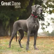 Great Dane Calendar 2025 - Square Wall Calendar