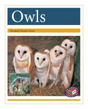 Owls