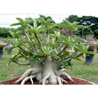 在飛比找蝦皮購物優惠-Adenium Arabicum 阿拉伯沙漠玫瑰 種子 多肉