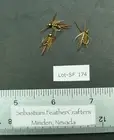 Three #16 Bead Head Pheasant Tail Rubber Leg Flies Lot-SF 174