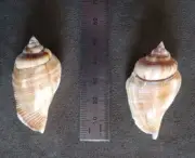 Two Strombidae Gibberulus Sea Shells