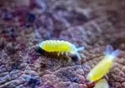 50+ Yellow Albino Springtails (Ceratophysella sp) - Rare Live BioActive Culture