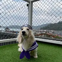 在飛比找蝦皮購物優惠-zazazoo 寵物水手服 寵物領巾 寵物制服 紫色領巾