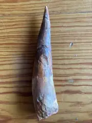 Large Beautiful Spinosaurus Dinosaur Tooth Fossil 6.2 Inches Morocco Kemkem