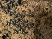 100+ Isopods Mixed Species - Feeder/ Live Clean Up Crew *WHOLESALE* FreeShipping