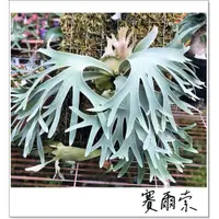 在飛比找蝦皮購物優惠-<美心花園> 鹿角蕨 P.willinckii cv.Cel