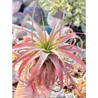 在飛比找蝦皮購物優惠-夏天ㄉ店【空氣鳳梨】愛結 Tillandsia Love K