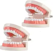 PartyKindom Education Tool 1pc Plastic Teeth Model Larger Size for Easy Teaching and Learning of Health
