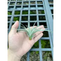 在飛比找蝦皮購物優惠-空氣鳳梨-棉花糖 Tillandsia cotton can