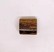 Fossilized Coral | Polished Specimen for Collectors & Crafters