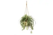 Rogue Spider Plant-Dansk Hanging Bowl Green & White 48x48x64cm