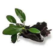 Anubias Lucy On Mini Driftwood For Fish Shrimp Snail Tank Aquarium