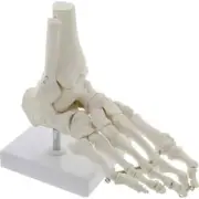 Life Size Foot Ankle Joint Anatomical Skeleton Model Medical Display Study Tool