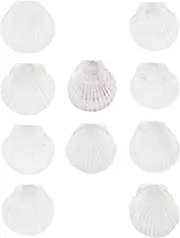 10pcs Sea Shells Natural Scallop Shells Bulk DIY Craft Sea Shells for Wind Chimes DIY Craft