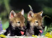 200 WOLF/WOLVES IMAGES ON CD ROM DISK